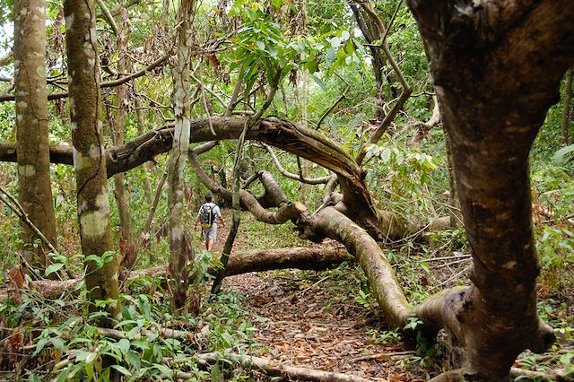Voyage Trekking de Los Quetzales au Corcovado 
