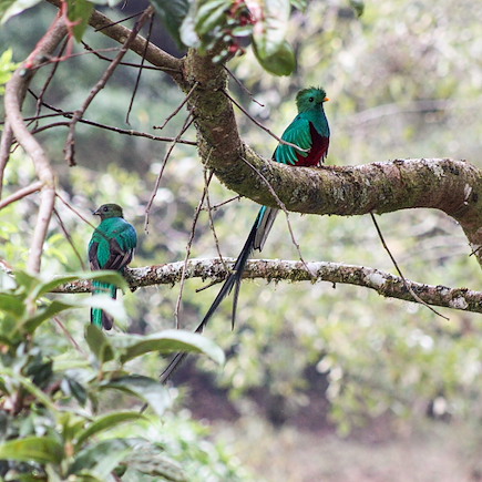 Observation animalière Costa Rica