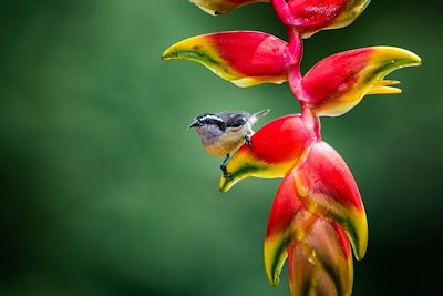 Bananaquit - Costa Rica