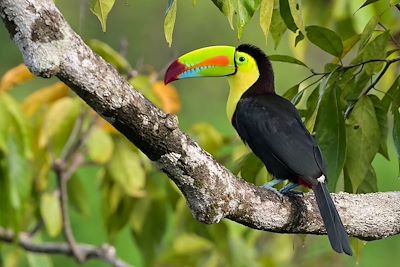 Toucan à bec de quille - Costa Rica