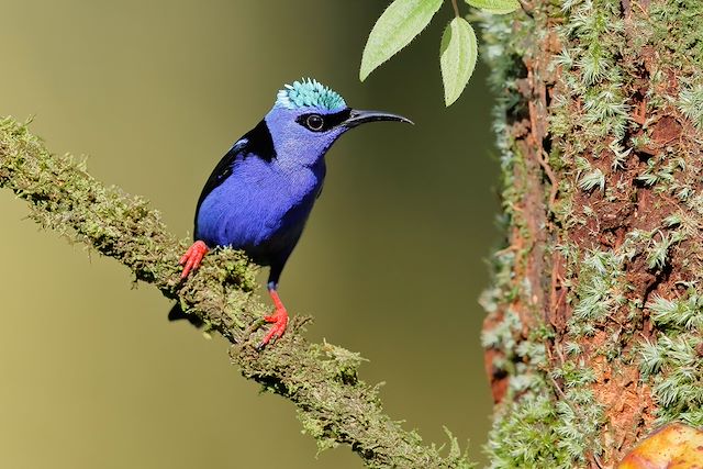 Voyage Hola Costa Rica 