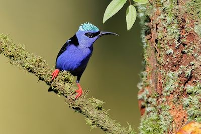 Oiseau Cyanerpes - Costa Rica