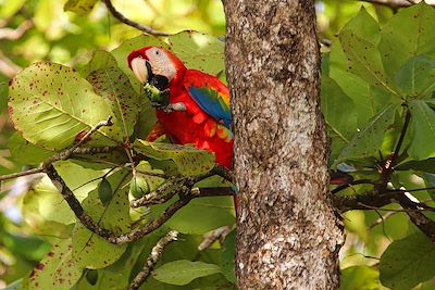 Ara rouge - Costa Rica