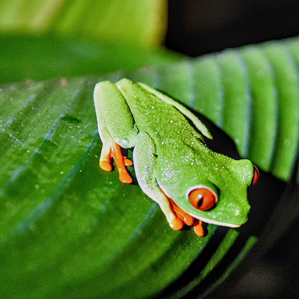 Observation animalière Costa Rica