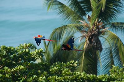 Ara rouge - Costa Rica