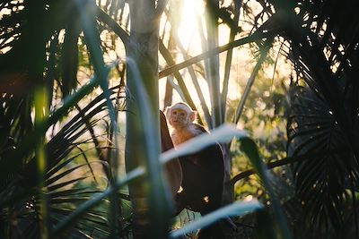 Singe Capucin - Costa Rica