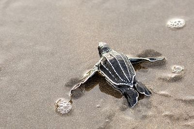 Bébé tortue au Costa Rica 