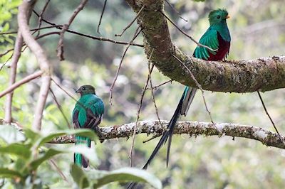 Quetzal - San Gerardo de Dota - Costa Rica