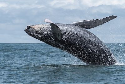 Baleine à bosse 