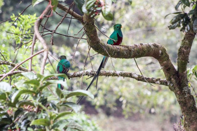 Voyage Trekking de Los Quetzales au Corcovado 