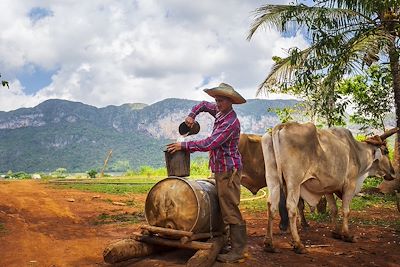 Fermier dans la région de Vinales - Cuba