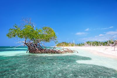 Manglier - Cayo Levisa - Cuba 