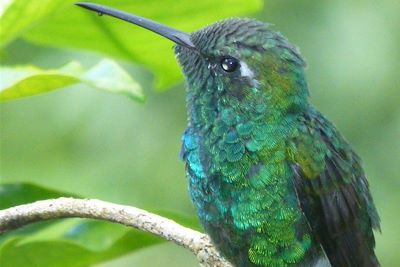 Colibri dans le Parque Topes de Collantes - Cuba