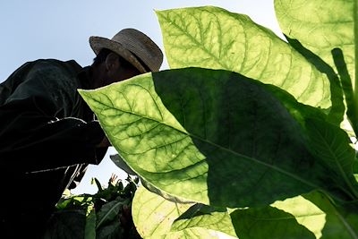 © Beniamino Pisati / Stocksy - Un fermier dans un champs de tabac - Cuba Un fermier dans un champs de tabac - Cuba
