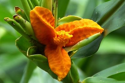 © Jean Tardif - Fleur dans le Parc Naturel de Topes de Collantes - Cuba Fleur dans le Parc Naturel de Topes de Collantes - Cuba