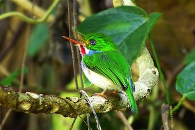 © Jean Tardif - Le Todier de Cuba dans le Parc Naturel de Topes de Collantes - Cuba Le Todier de Cuba dans le Parc Naturel de Topes de Collantes - Cuba