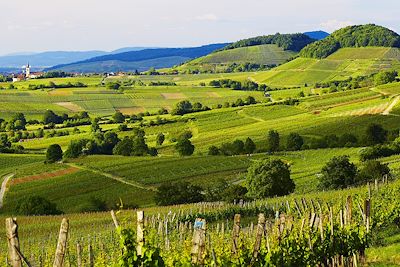 Région de Markgräflerland - Forêt Noire - Allemagne