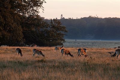 Le parc animalier de Dyrehaven près de Cophenhague - Danemark