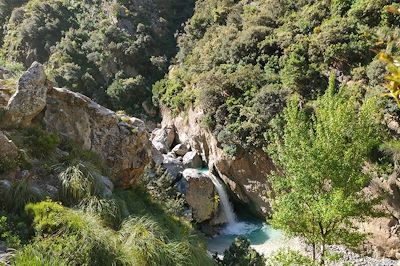 Forêt - Setif - Algérie