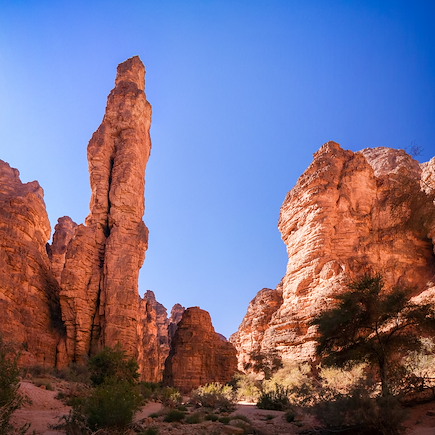 Randonnée avec chameau Algérie
