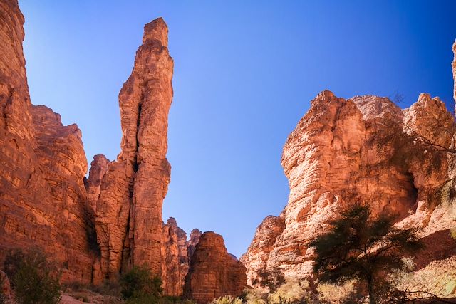 Randonnée avec chameau Algérie