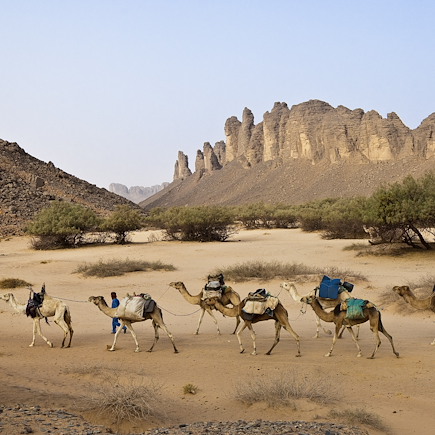 Randonnée avec chameau Algérie