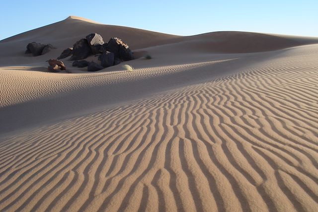 Randonnée avec chameau Algérie