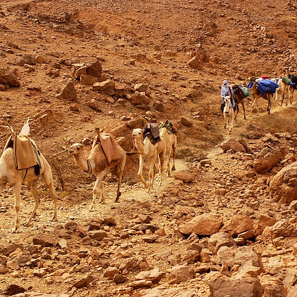 Randonnée avec chameau Algérie