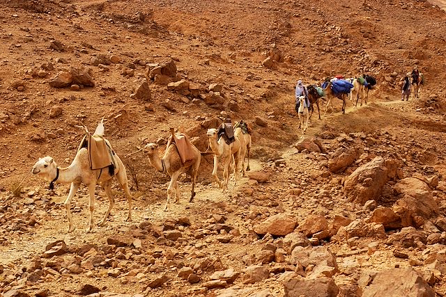 Randonnée avec chameau Algérie