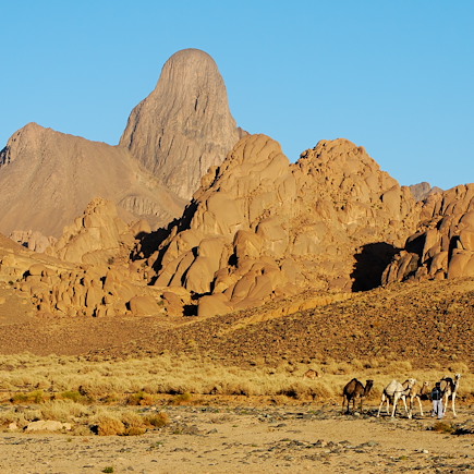 Randonnée avec chameau Algérie