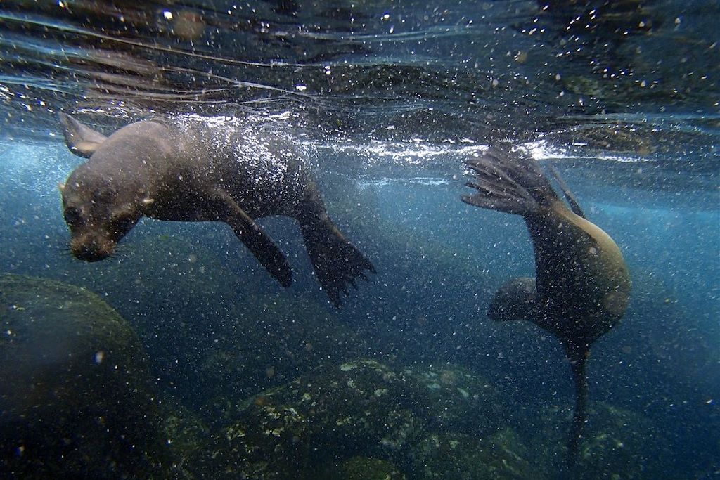 Observation animalière