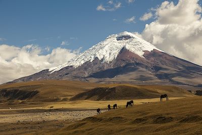 Cotopaxi (5897m) et Chimborazo (6268m)