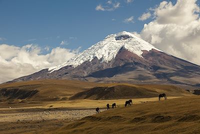 Volcan Cotopaxi - Équateur