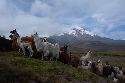 Lamas - Equateur