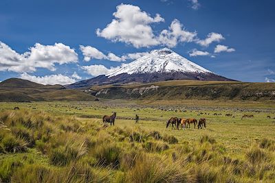 Chevaux sauvages - volcan Cotopaxi - Equateur