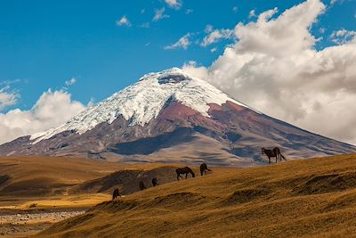 Parc national de Cotopaxi - Equateur 