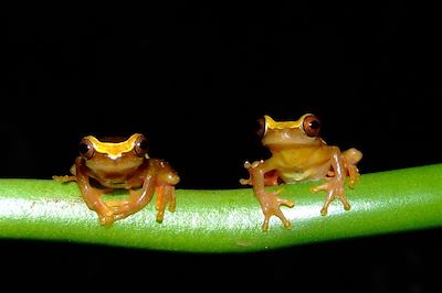 © Angel Martinez - Grenouilles - Equateur Grenouilles - Equateur