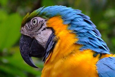 Ara dans la forêt amazonienne - Equateur