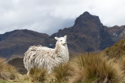 Alpaga dans le parc national Cajas en Equateur