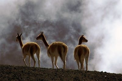 Voyage Jungle, volcans et archipel des Galápagos 3