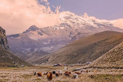 Lama devant le volcan Chimborazo en Equateur