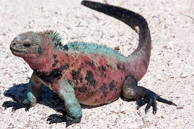 Iguane marin - Iles Galapagos - Equateur