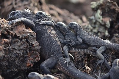 © Angel Martinez - Famille d'iguanes des Galapagos - Equateur Famille d'iguanes des Galapagos - Equateur