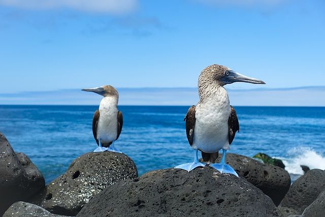 Voyage Des sommets andins aux îles Galápagos
