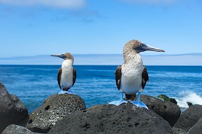 Des sommets andins aux îles Galápagos