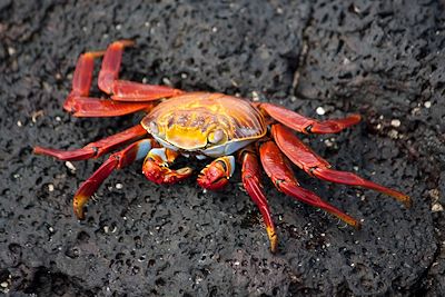 Crabe - Iles Galapagos - Equateur
