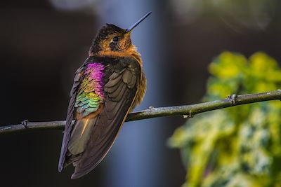Colibri - Equateur