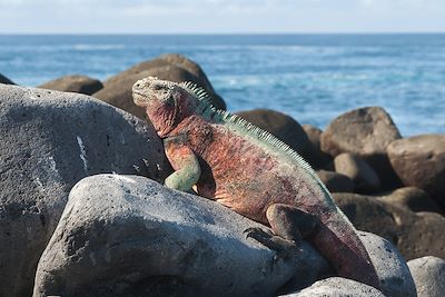 Iguane marin se prélassant au soleil - Îles Galapagos - Équateur