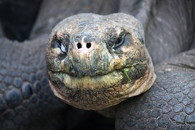 Tortue Géante - Iles Galapagos - Equateur