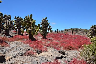 Forêt de cactus dans les îles Galapagos - Equateur